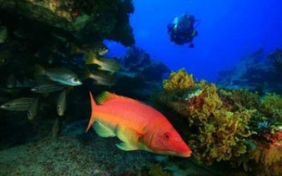 Cabildo of Lanzarote to produce a guide to Scuba Diving