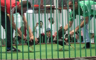 Canary Islands will amend the Animal Protection Law after 25 years