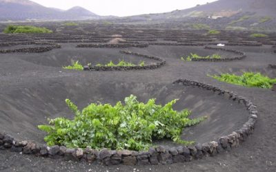 The Cabildo collaborates with the planting of vines