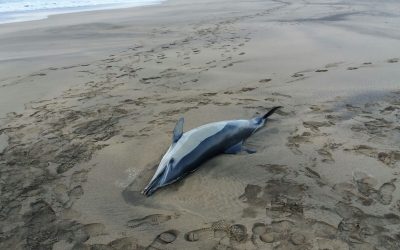 A dead dolphin stranded in Puerto del Carmen