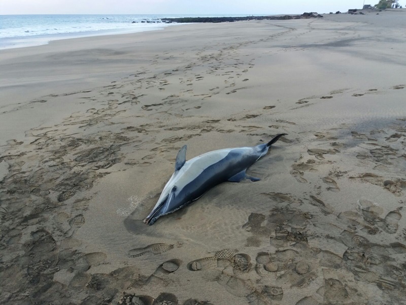 A dead dolphin stranded in Puerto del Carmen
