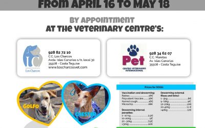 Look after your pets