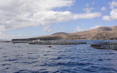 Tourism entrepreneurs against aquaculture in the tourist areas of Lanzarote